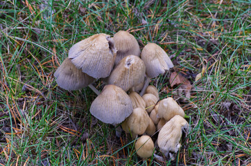 Mushrooms growing on the Ground