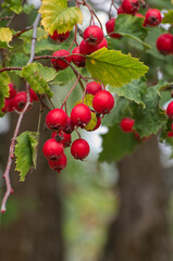 Red Berries of a Tree