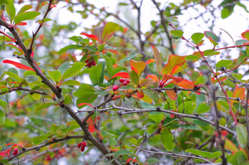 Red Berries of a Tree