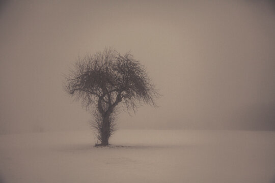 Single tree in winter landscape