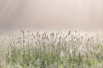 Grasses on a meadow at backlight