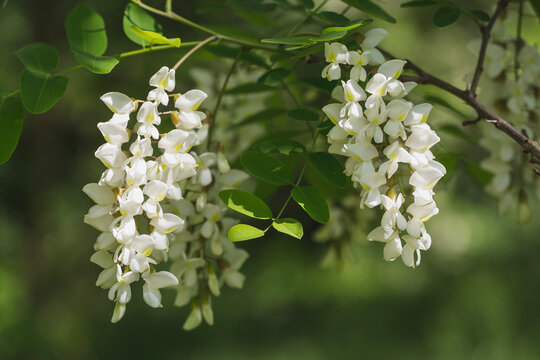 Black Locust, Robinia pseudoacacia