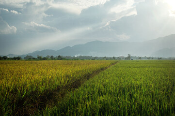 Rice fields that are ready for the day of harvest beauty of nature sunset time
