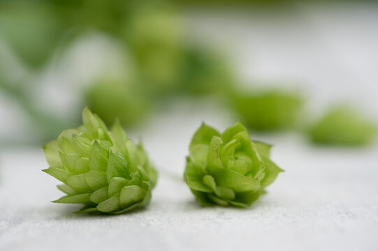 Two hop cones, close-up