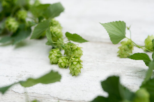 Hop tendrils on white wood