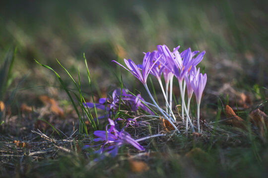Germany, Autumn crocuses (Colchicum autumnale) blooming in grass