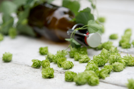 Beer bottle and hop cones on white wood