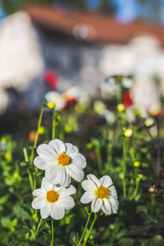 Germany, White daisies blooming outdoors