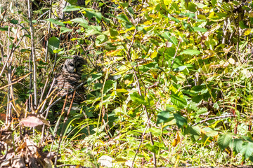 Barred Owl