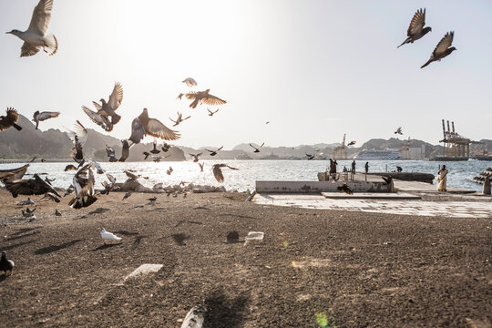 Oman, Muscat, Flock of pigeons scavenging at beach