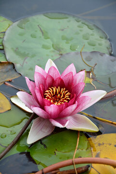 Pink Water Lily, Nymphaea Alba