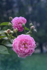 Pink double roses in blue twilight