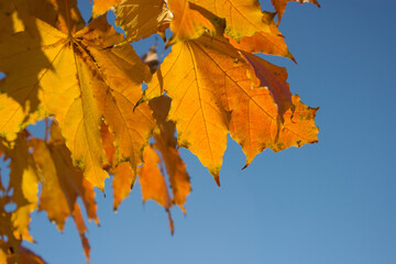 Bright yellow maple leaves against the blue sky, amazing natural background in autumn