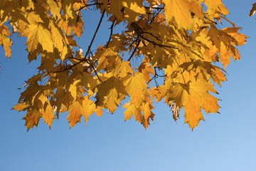 Fototapeta na wymiar Bright yellow maple leaves against the blue sky