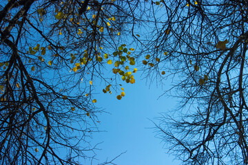 Golden autumn lsitya among the bare black branches, autumn landscape