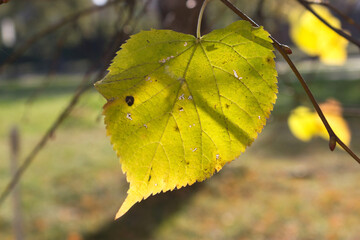 Obraz premium Yellow lone linden leaf lit by the sun, autumn leaf