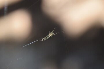 small weaver spider hanging from its web with unfocused background and shadows