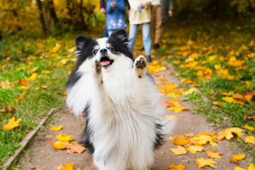 Black and white dog - german pomeranian - on the background of autumn park 