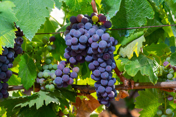 Bunches of red wine merlot grapes ripening on vineyards in Campo Soriano near Terracina, Lazio, Italy
