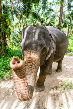 Elephant in sanctuary, Krabi, Thailand