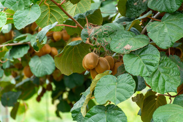 Obraz premium New harvest of ripe green kiwi fruits in orchard