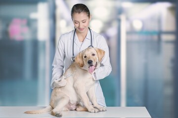 Young veterinarian checking up the dog on table in a veterinary clinic.