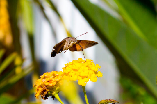 Hummingbird hawk-moth on lantana camara flower