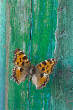 Butterfly on flaking green wood