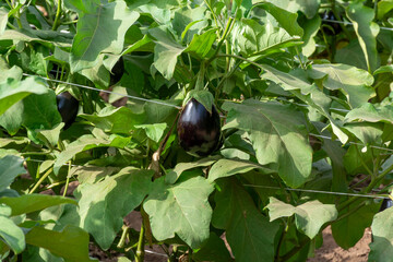 Vegetables farm with rows of eggplants plants with ripe violet fruits