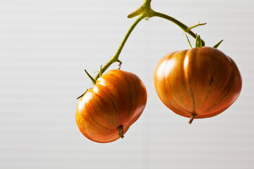 Two beef tomatoes 'Chocolate Stripes' in front of light background