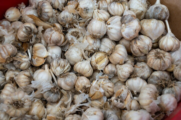 Organic vegetables background, many dried garlic bulbs