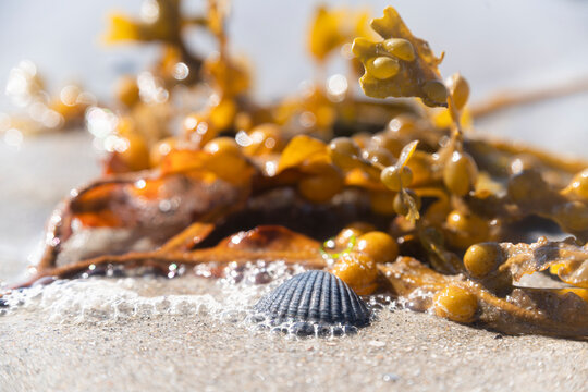 Netherlands, Zeeland, Veere, Westenshouwen, close up ofÔøΩseashell and seaweed on sandy beach