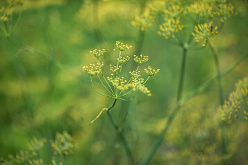 Summer background of flowering dill (Fennel) on a summer green field