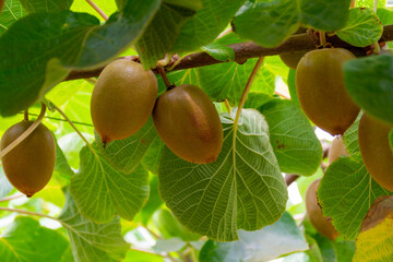 New harvest of ripe green kiwi fruits in orchard - obrazy, fototapety, plakaty