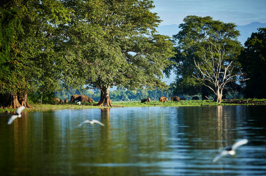 View to penisula at Udawalawe Reservoir with four young elephants, Udawalawa National Park, Sri Lanka