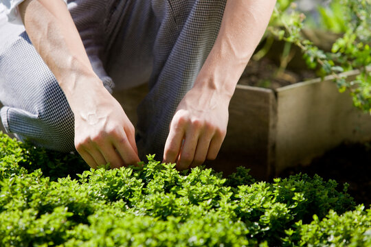 Cook pulling off herbs from plant