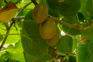New harvest of ripe green kiwi fruits in orchard