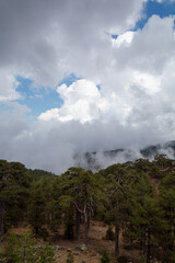 Obraz premium Evergreen pine trees growing in high Troodos mountains on Cyprus