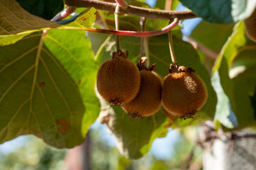 New harvest of ripe green kiwi fruits in orchard