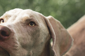 close up of a dog