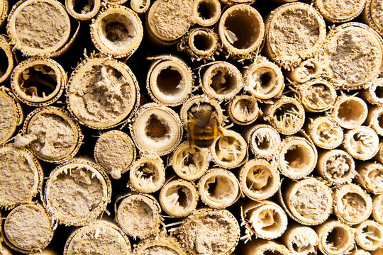 Red-tailed bumblebee at insect hotel