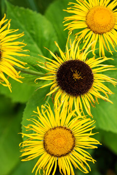 Inula helenium, close up