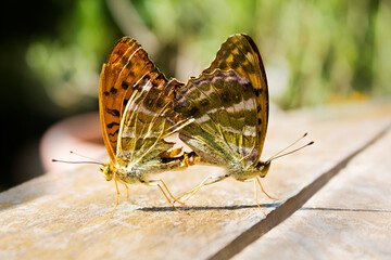Silver-washed Fritillary, Argynnis paphia, mating butterflies