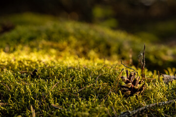 Moss in sun setting sunlight with a small pine cone and some pine needles, with a low dept of field.