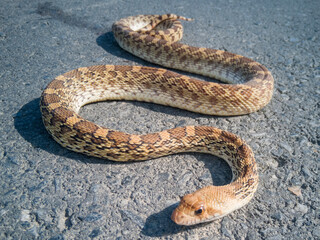 serpiente imitadora de la serpiente de cascabel, color cafe claro y cafe obscuro, con algunas manchas mas obscuras, de un metro aproximadamente de largo, sobre una carretera de asfalto.