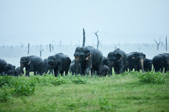Asian elephant family grazing at Kaudulla National Park against clear sky