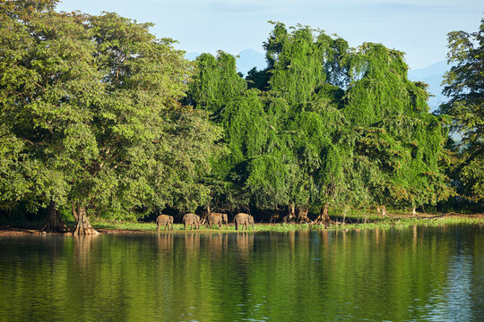 View to penisula at Udawalawe Reservoir with four young elephants, Udawalawa National Park, Sri Lanka