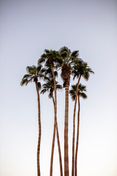 USA, California, Palm Springs, group of palm trees under blue sky