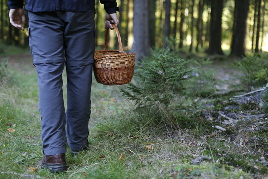 A Person Picking Mushrooms, Forager