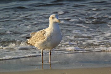 Portrait einer Mantelm&ouml;we. Mantelm&ouml;we am Strand der Ostsee.